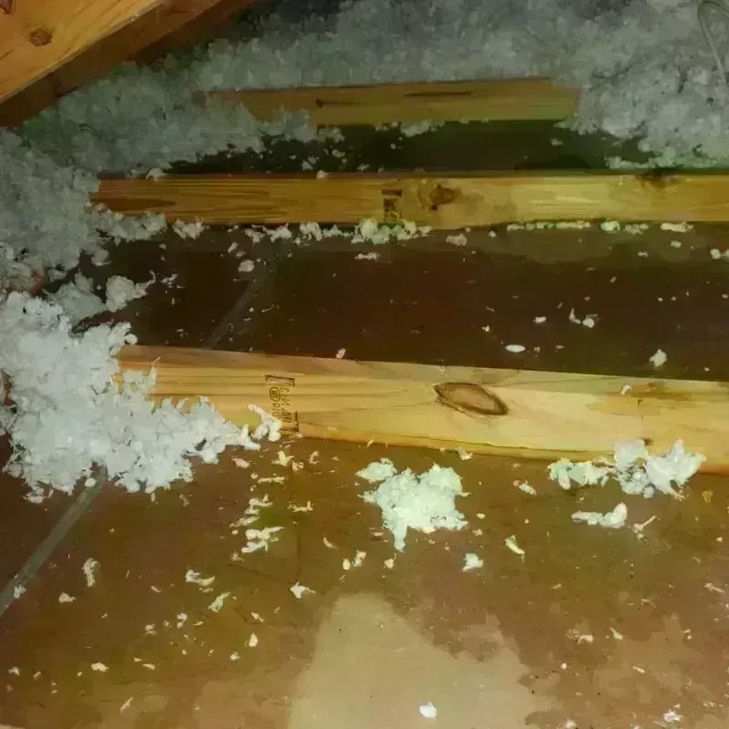 Best Attic Water Damage Service in Wooster, OH