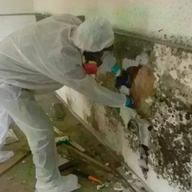 Mold Remediation and Removal in Wooster, OH